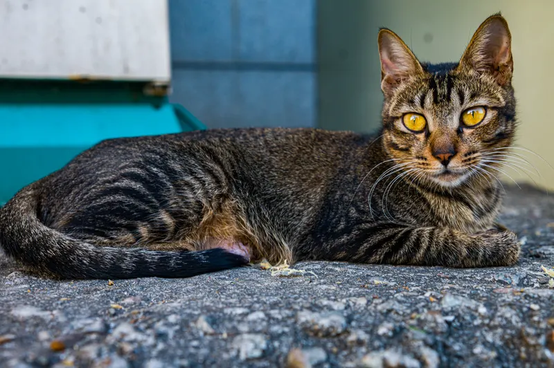 一只狸花猫卧在花岗岩台阶上，金色的眼睛直视镜头，背景是青绿与浅灰的墙面