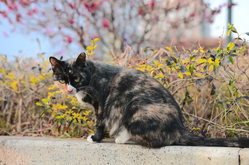 一只玳瑁猫坐在路沿的灌丛边，绿眼睛在虚化的枝叶前显得明亮